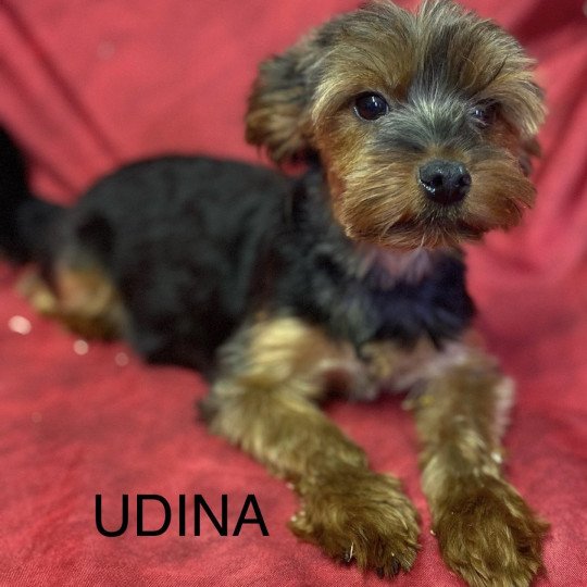 chien Yorkshire terrier UDINA york Domaine de la Chantelaie