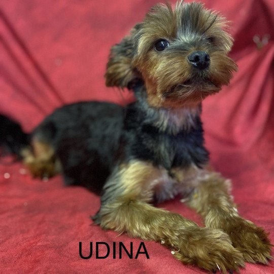 chien Yorkshire terrier UDINA york Domaine de la Chantelaie