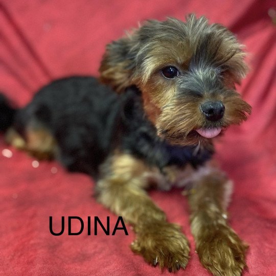 UDINA york Femelle Yorkshire terrier