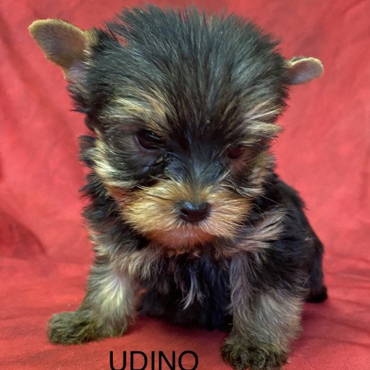 UDINO yorkshire terrier Mâle Yorkshire terrier