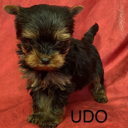 chiot Yorkshire terrier UDO yorkshire terrier Domaine de la Chantelaie