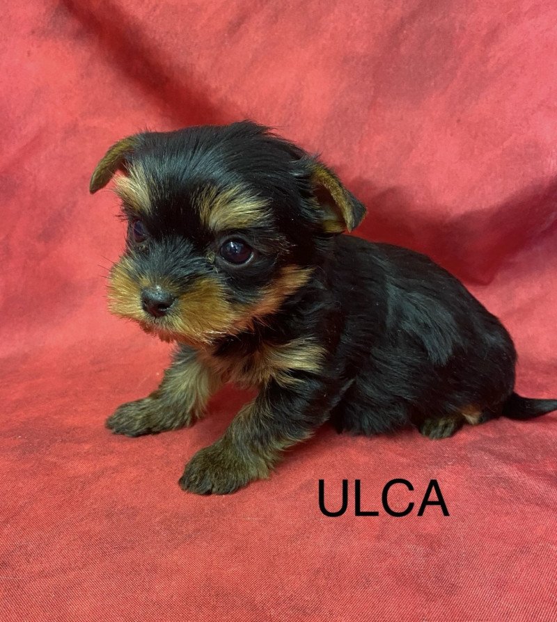 ULCA yorkshire terrier Femelle Yorkshire terrier