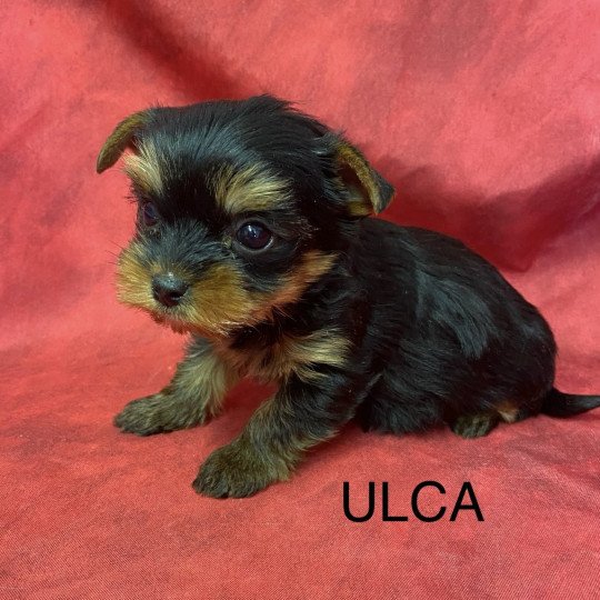 chiot Yorkshire terrier ULCA yorkshire terrier Domaine de la Chantelaie