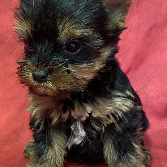 chiot Yorkshire terrier ULFIE yorkshire terrier Domaine de la Chantelaie