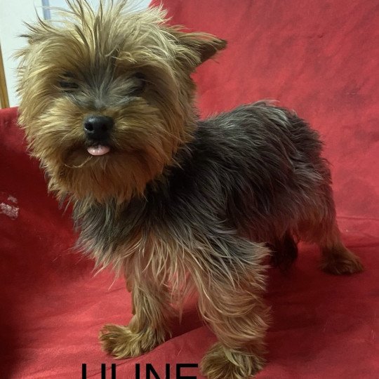ULINE yorkshire terrier Femelle Yorkshire terrier
