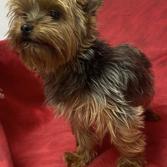 chien Yorkshire terrier ULINE yorkshire terrier Domaine de la Chantelaie