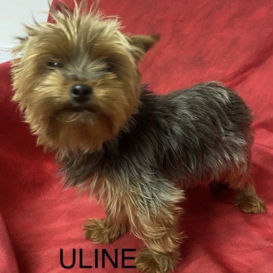chien Yorkshire terrier ULINE yorkshire terrier Domaine de la Chantelaie