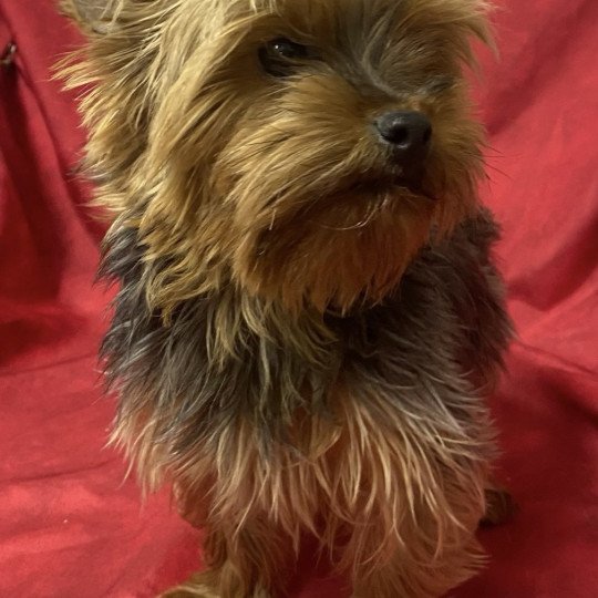 chien Yorkshire terrier ULINE yorkshire terrier Domaine de la Chantelaie
