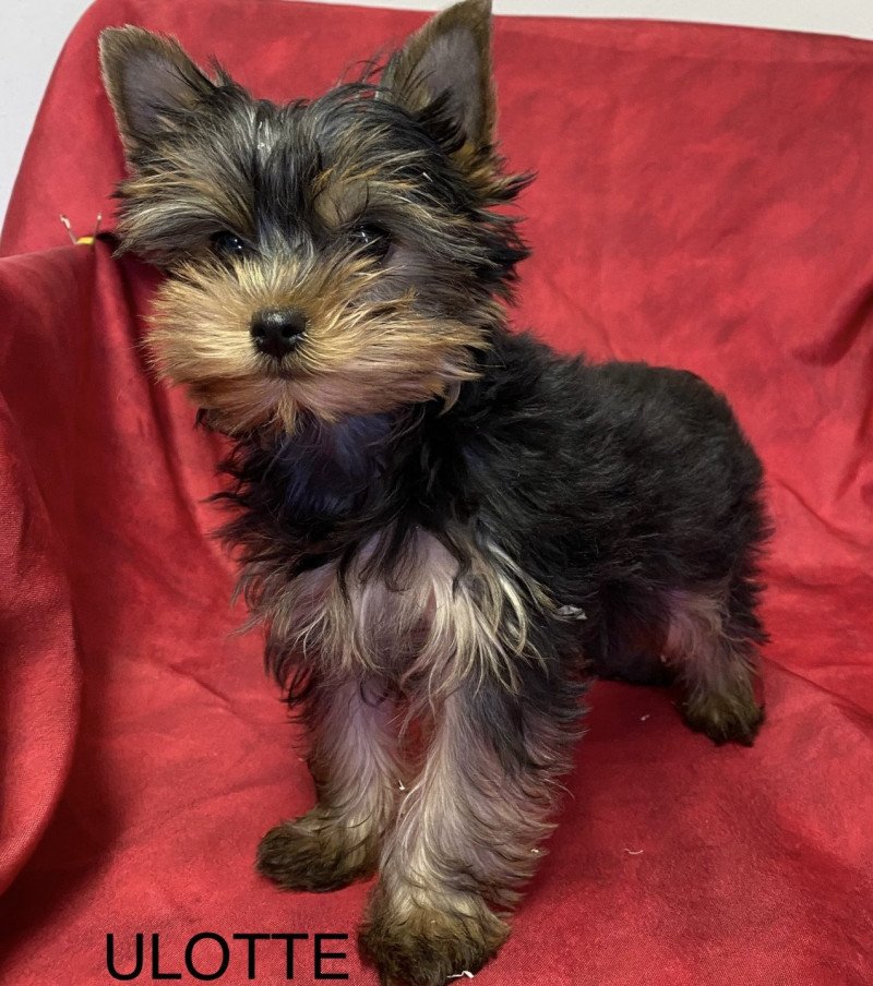 ULOTIE yorkshire terrier Femelle Yorkshire terrier