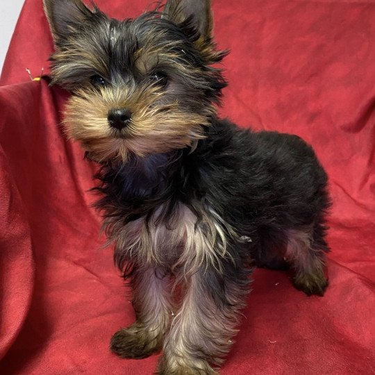 ULOTTE york Femelle Yorkshire terrier