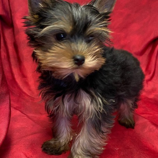 chiot Yorkshire terrier ULOTTE york Domaine de la Chantelaie