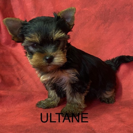 ULTANE yorkshire terrier Femelle Yorkshire terrier