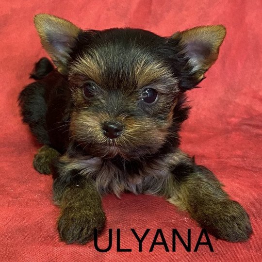 ULYANA yorkshire terrier Femelle Yorkshire terrier