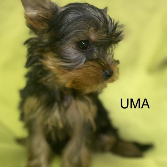 chien Yorkshire terrier UMA york Domaine de la Chantelaie