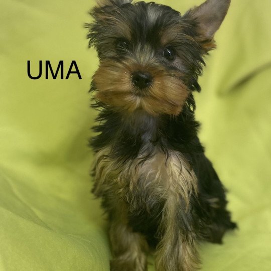 UMA york Femelle Yorkshire terrier