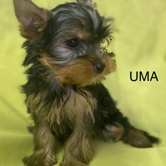 chien Yorkshire terrier UMA york Domaine de la Chantelaie