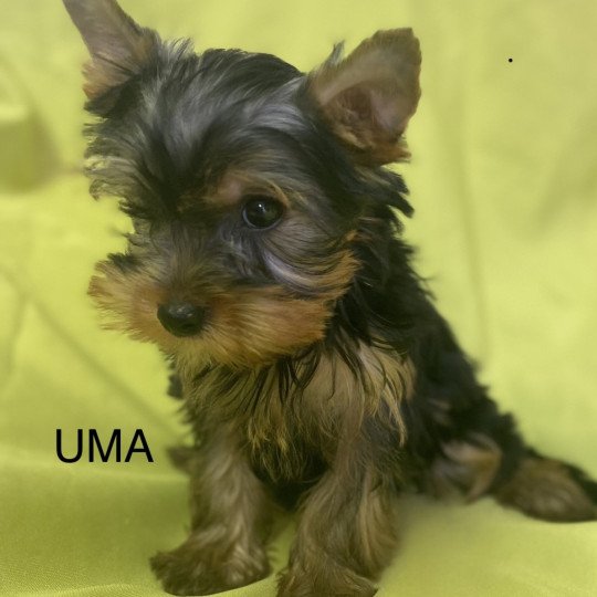 chien Yorkshire terrier UMA york Domaine de la Chantelaie