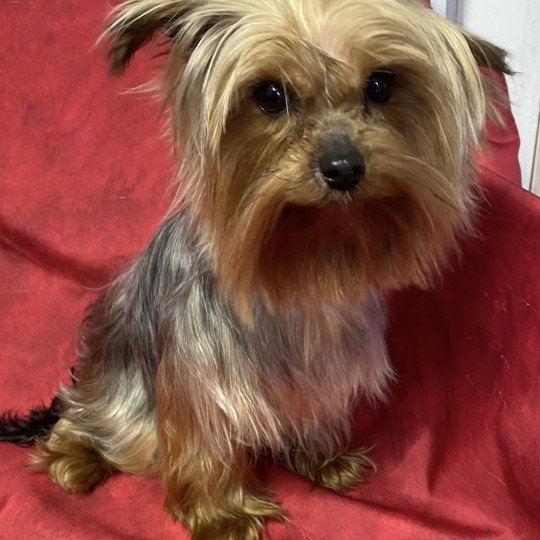 chien Yorkshire terrier UMA york Domaine de la Chantelaie