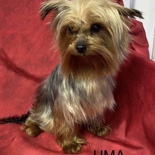 UMA york Femelle Yorkshire terrier