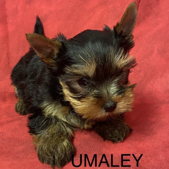 chiot Yorkshire terrier UMALEY yorkshire terrier Domaine de la Chantelaie
