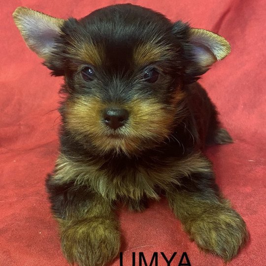 chiot Yorkshire terrier UMYA yorkshire terrier Domaine de la Chantelaie