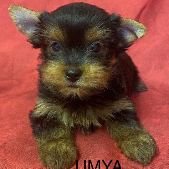 UMYA yorkshire terrier Femelle Yorkshire terrier