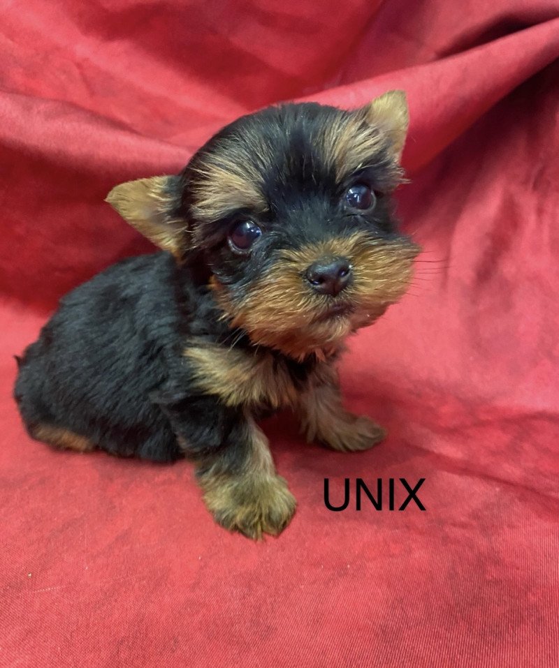 UNIX yorkshire terrier Mâle Yorkshire terrier