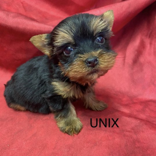 UNIX yorkshire terrier Mâle Yorkshire terrier