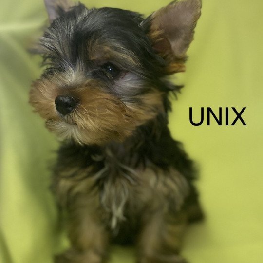 UNIX Mâle Yorkshire terrier