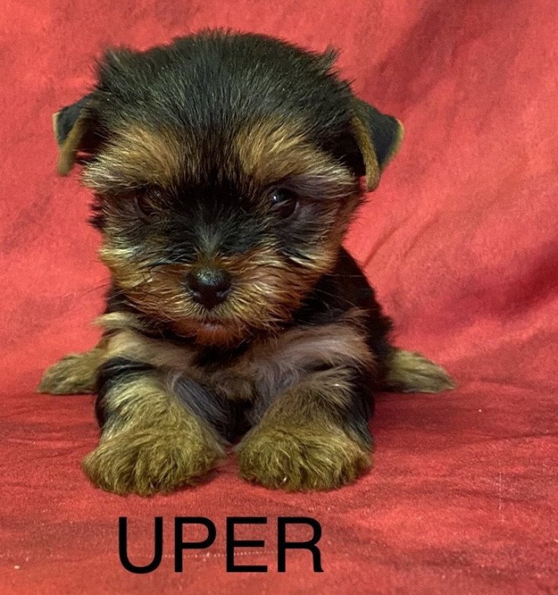 UPER yorkshire terrier Mâle Yorkshire terrier