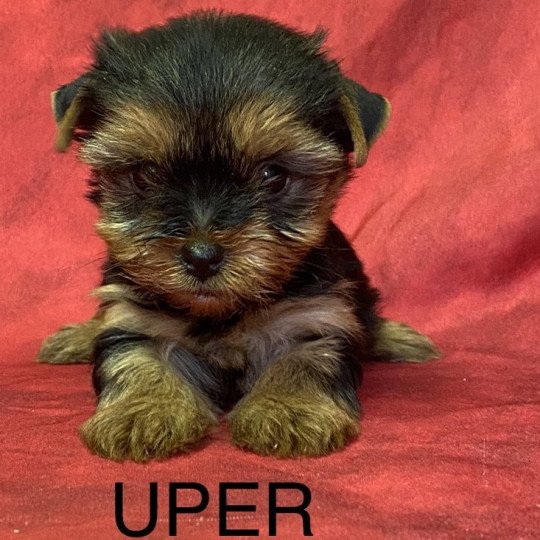 UPER yorkshire terrier Mâle Yorkshire terrier