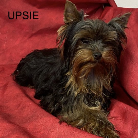 chiot Yorkshire terrier UPSIE york Domaine de la Chantelaie