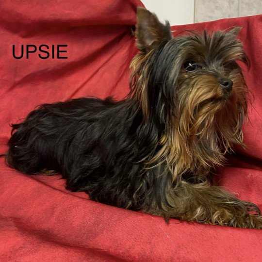 chiot Yorkshire terrier UPSIE york Domaine de la Chantelaie