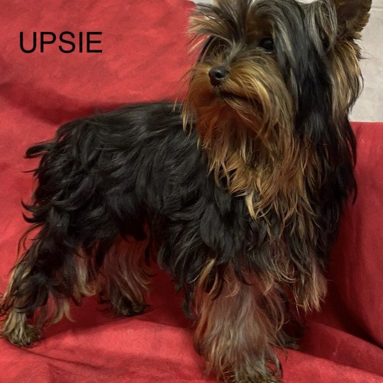 chiot Yorkshire terrier UPSIE york Domaine de la Chantelaie