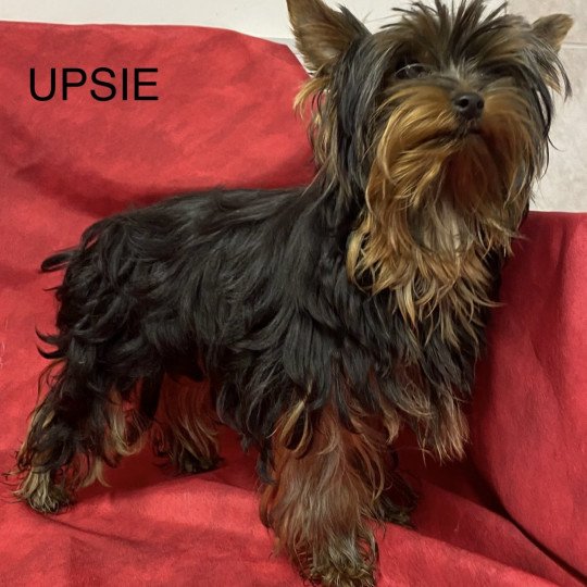 chiot Yorkshire terrier UPSIE york Domaine de la Chantelaie