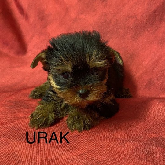 chiot Yorkshire terrier URAK yorkshire terrier Domaine de la Chantelaie