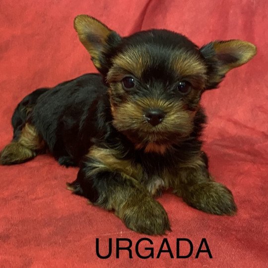 URGADA yorkshire terrier Femelle Yorkshire terrier