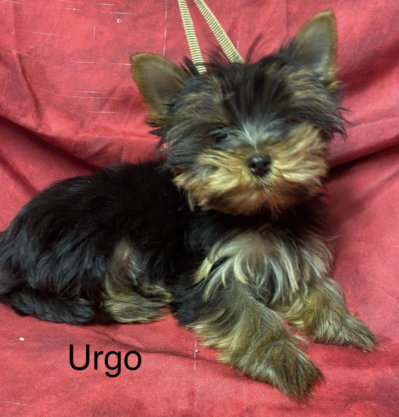 URGO yorkshire terrier Mâle Yorkshire terrier