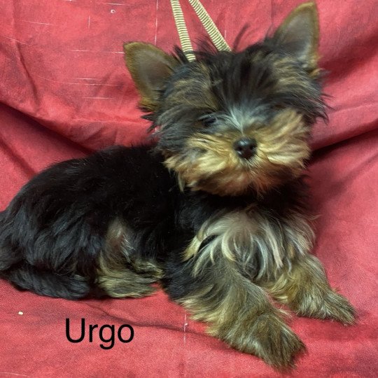 chiot Yorkshire terrier URGO yorkshire terrier Domaine de la Chantelaie
