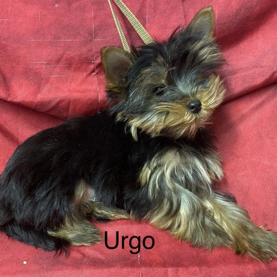 chiot Yorkshire terrier URGO yorkshire terrier Domaine de la Chantelaie
