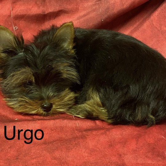 chiot Yorkshire terrier URGO yorkshire terrier Domaine de la Chantelaie