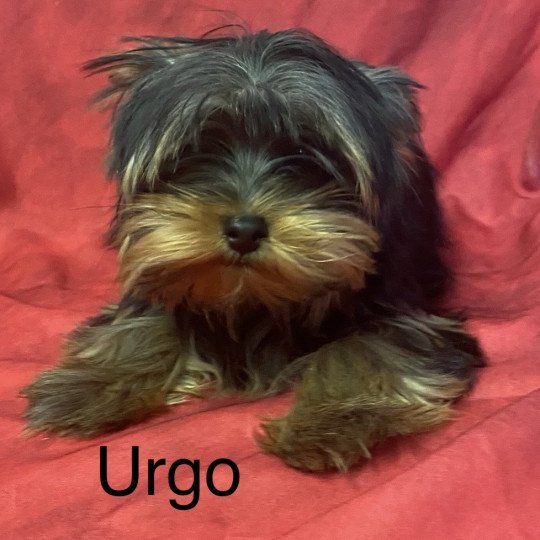 chiot Yorkshire terrier URGO yorkshire terrier Domaine de la Chantelaie