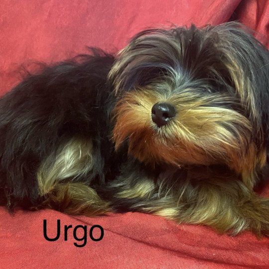 chiot Yorkshire terrier URGO yorkshire terrier Domaine de la Chantelaie