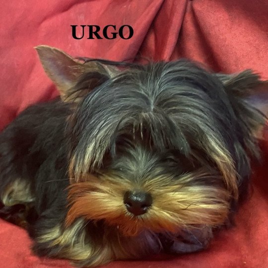 chiot Yorkshire terrier URGO yorkshire terrier Domaine de la Chantelaie