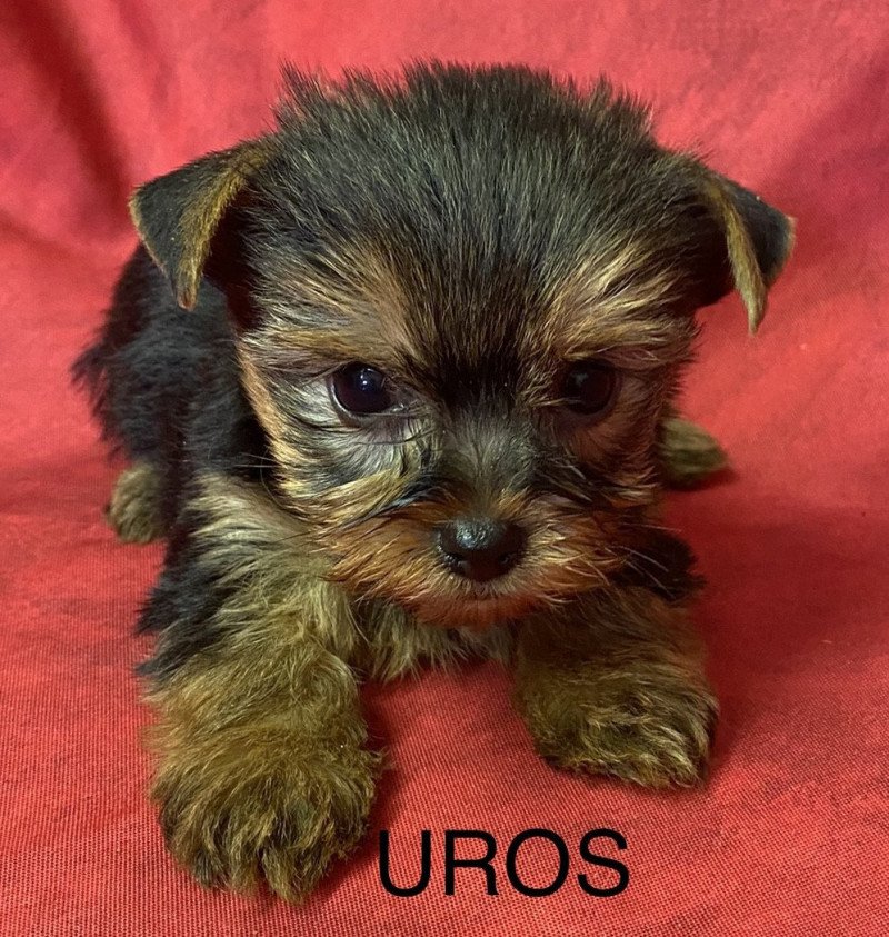 UROS yorkshire terrier Mâle Yorkshire terrier