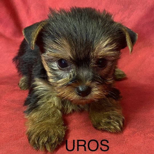 UROS yorkshire terrier Mâle Yorkshire terrier