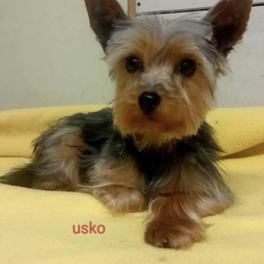 chien Yorkshire terrier USKO yorkshire terrier Domaine de la Chantelaie