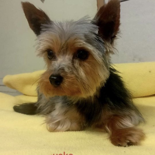 chien Yorkshire terrier USKO yorkshire terrier Domaine de la Chantelaie