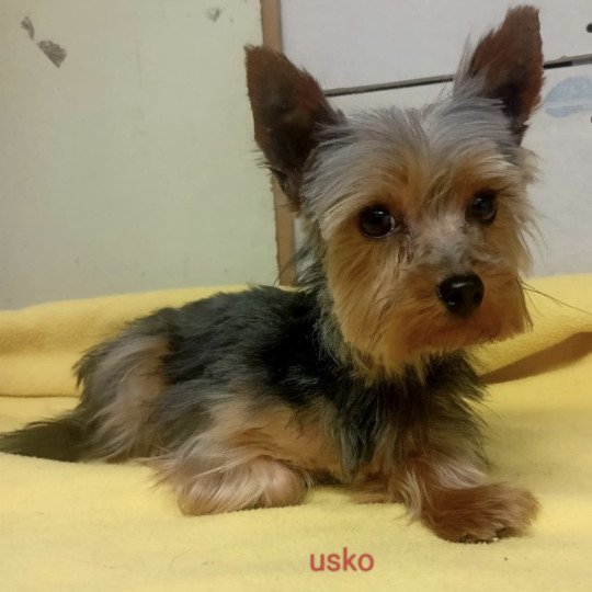 chien Yorkshire terrier USKO yorkshire terrier Domaine de la Chantelaie