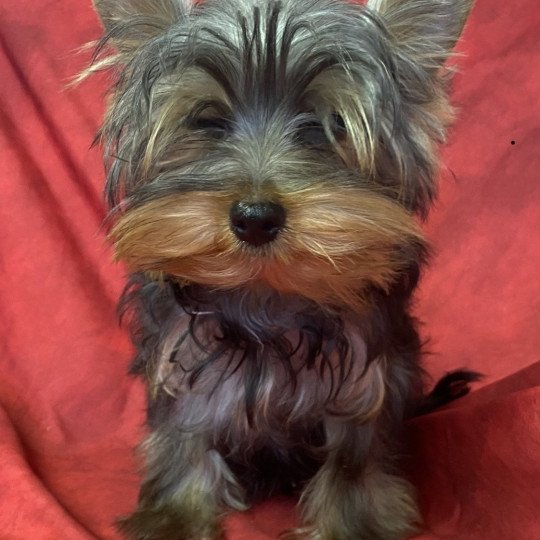 USKO Mâle Yorkshire terrier